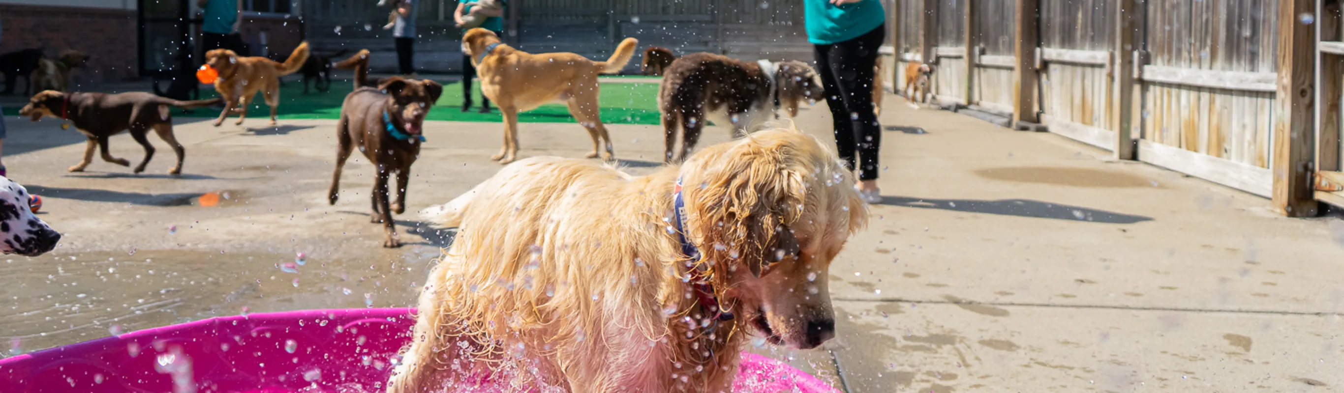 Dog playing in pool at Puppy Playground